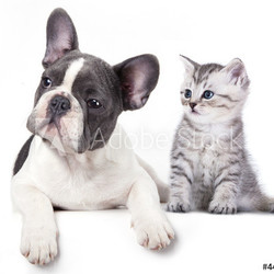 Cat and dog, British kitten and  French Bulldog puppy