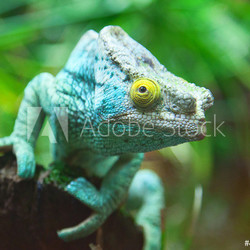Green chameleon