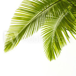 Plam leaves isolated on white