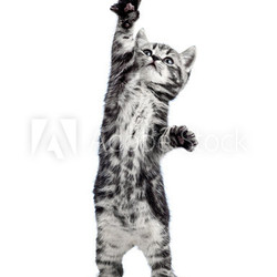 playful kitten cat isolated on white