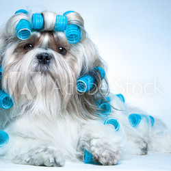 Shih tzu dog
