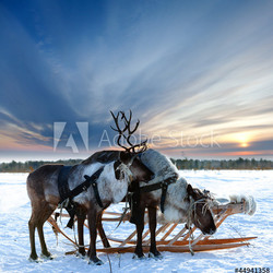 Reindeers in harness