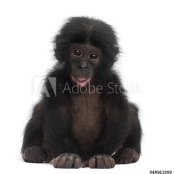 Baby bonobo, Pan paniscus, 4 months old