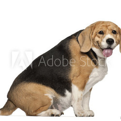 Fat Beagle, 3 years old, sitting against white background