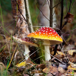 Amanita