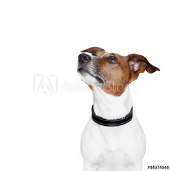 placeholder banner dog