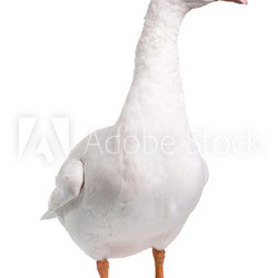 Domestic goose