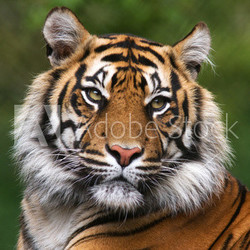 Portrait of a bengal tiger