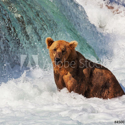 Bear on Alaska