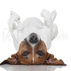dog  laying upside down