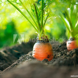Organic Carrots. Carrot Growing Closeup