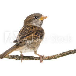 House Sparrow standing on branch against white background