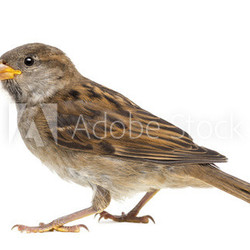 House Sparrow against white background