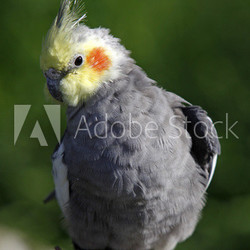 Grauer Nymphensittich