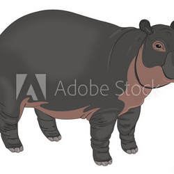 Hippopotamus or Hippopotamus amphibius, illustration