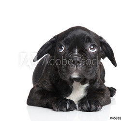 Scared French bulldog puppy