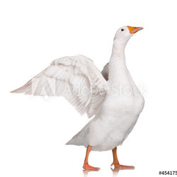 Domestic goose