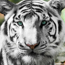 Tigre blanc royal (Panthera tigris)