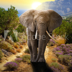 Elephant walking on the road at sunset