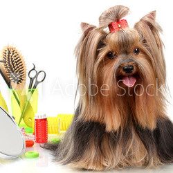 Beautiful yorkshire terrier with grooming items isolated