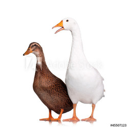 Duck and goose