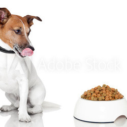 dog bowl hungry meal eat