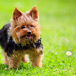Cute Yorkshire Terrier Dog Playing in the Yard
