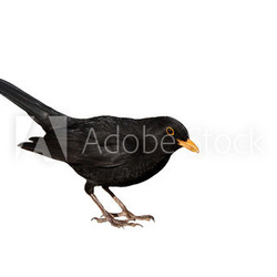 Amsel freigestellt vor weissem Hintergrund - turdus merula