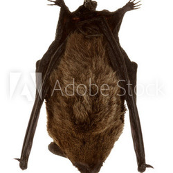 Schlafende Fledermaus
