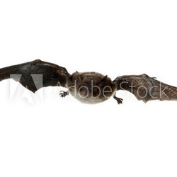 Fledermaus beim Fliegen