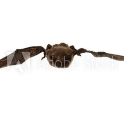 Fledermaus beim Fliegen