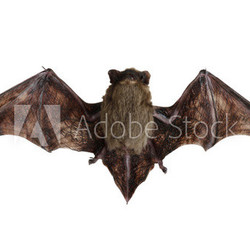 Fledermaus beim Fliegen