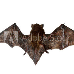 Fledermaus beim Fliegen