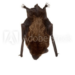 Fledermaus beim Schlafen