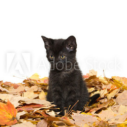 Cute black kitten and leaves