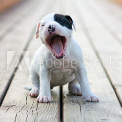 American Staffordshire terrier puppy