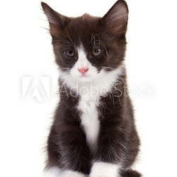 charming black-and-white kitten