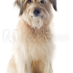 Pyrenean sheepdog