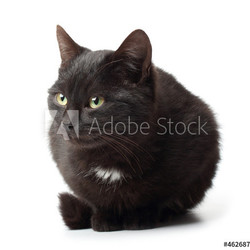 black cat on white background