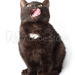 licking black cat on white background