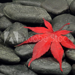 haornblatt auf kieselsteinen