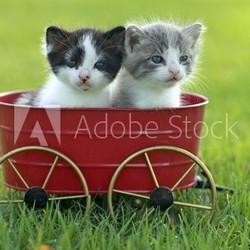 Kittens Outdoors in Natural Light