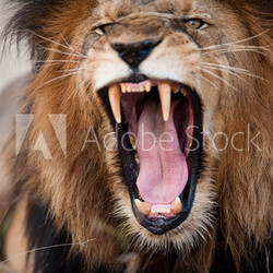 Angry roaring lion