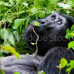 Mountain Gorilla, in the Bwindi National Park in Uganda.
