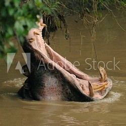 Ippopotamo sbadiglio