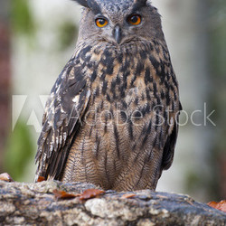 Uhu in der Dämmerung