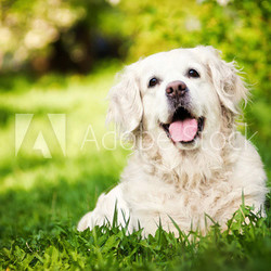 Happy golden retriever