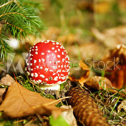 Fly Agaric or Toadstool in the forest
