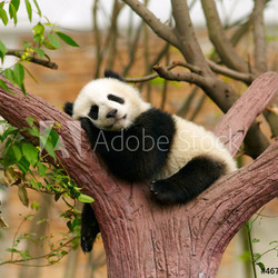 Sleeping giant panda baby
