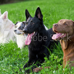 Vier ausgepowerte Hunde